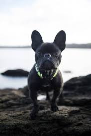 Olive, a French Bulldog