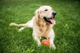 Bailey, a Golden Retriever