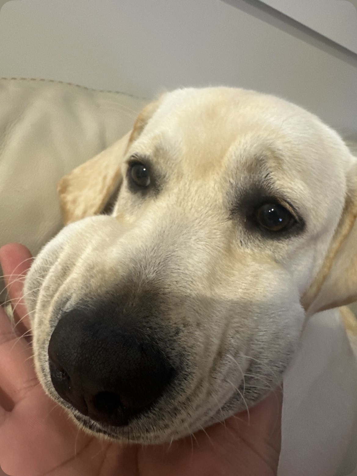 Sheldon, a senior Labrador